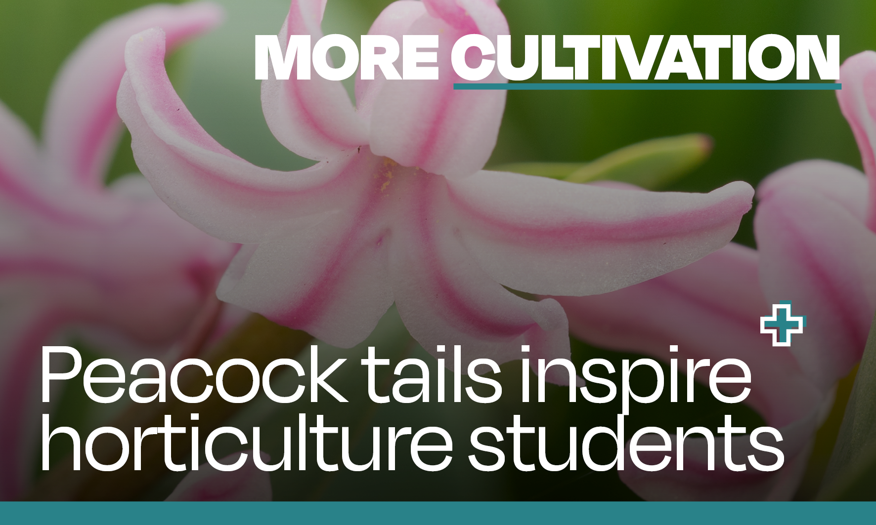 Peacock tails inspire horticulture students 